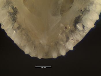 Media type: image;   Herpetology R-152459